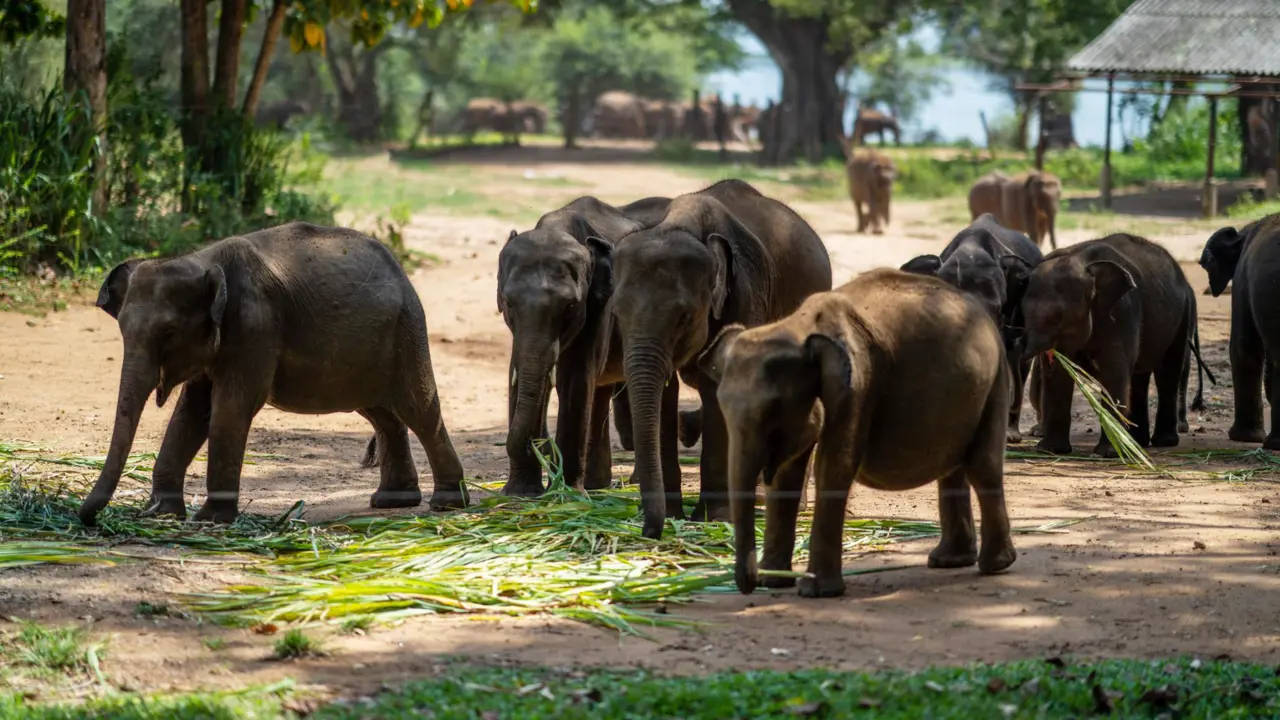 Baby elephants at Udawalawe Elephant Transit Home, Sri Lanka
