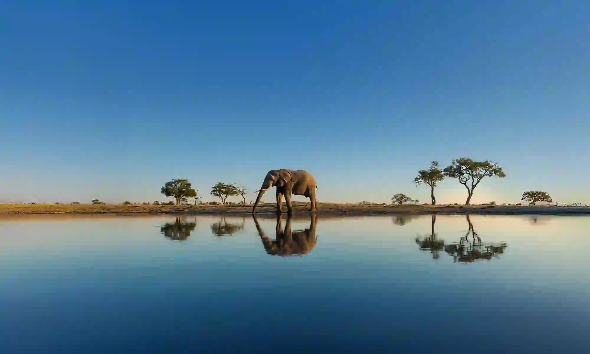 An elephant stands at the edge of a tranquil waterhole in the African bush, surrounded by scattered trees and under a deep blue evening sky, with perfect reflections in the water