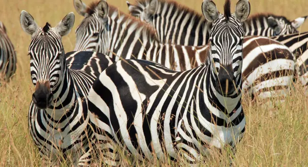 A herd of Zebras standing in long grass in Kenya