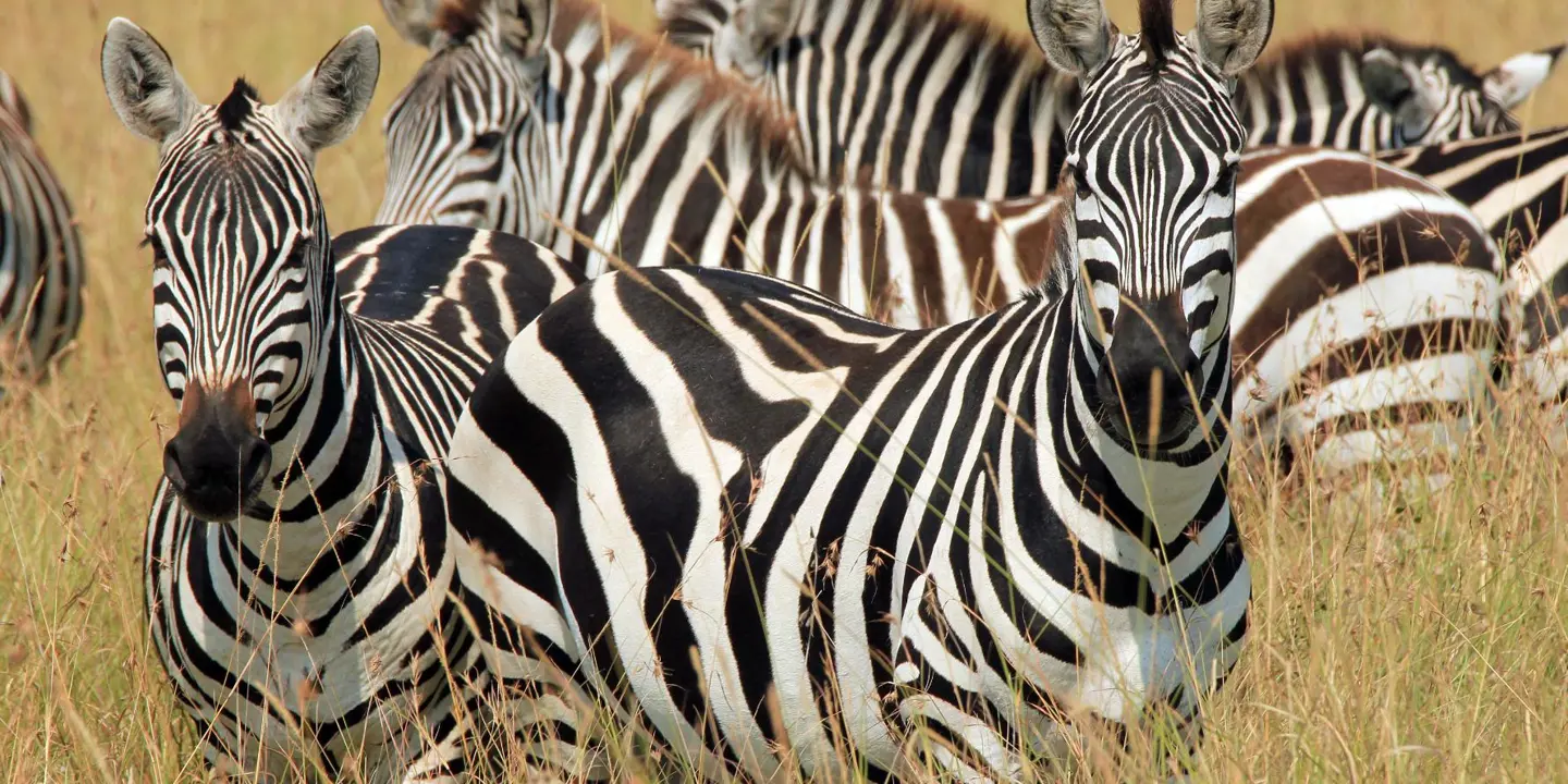 A herd of Zebras standing in long grass in Kenya