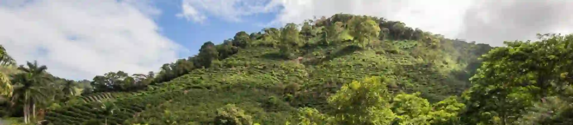 coffee plantation in Costa Rica