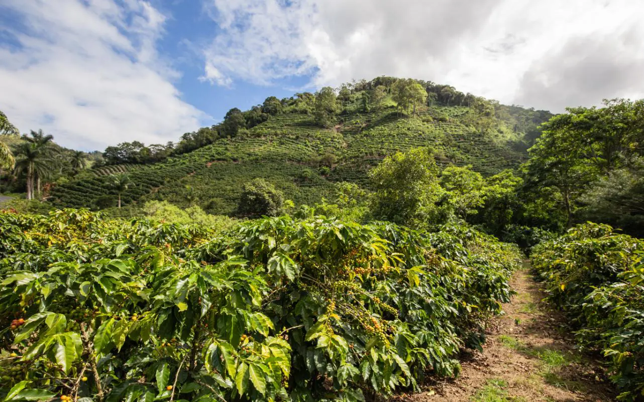 coffee plantation in Costa Rica