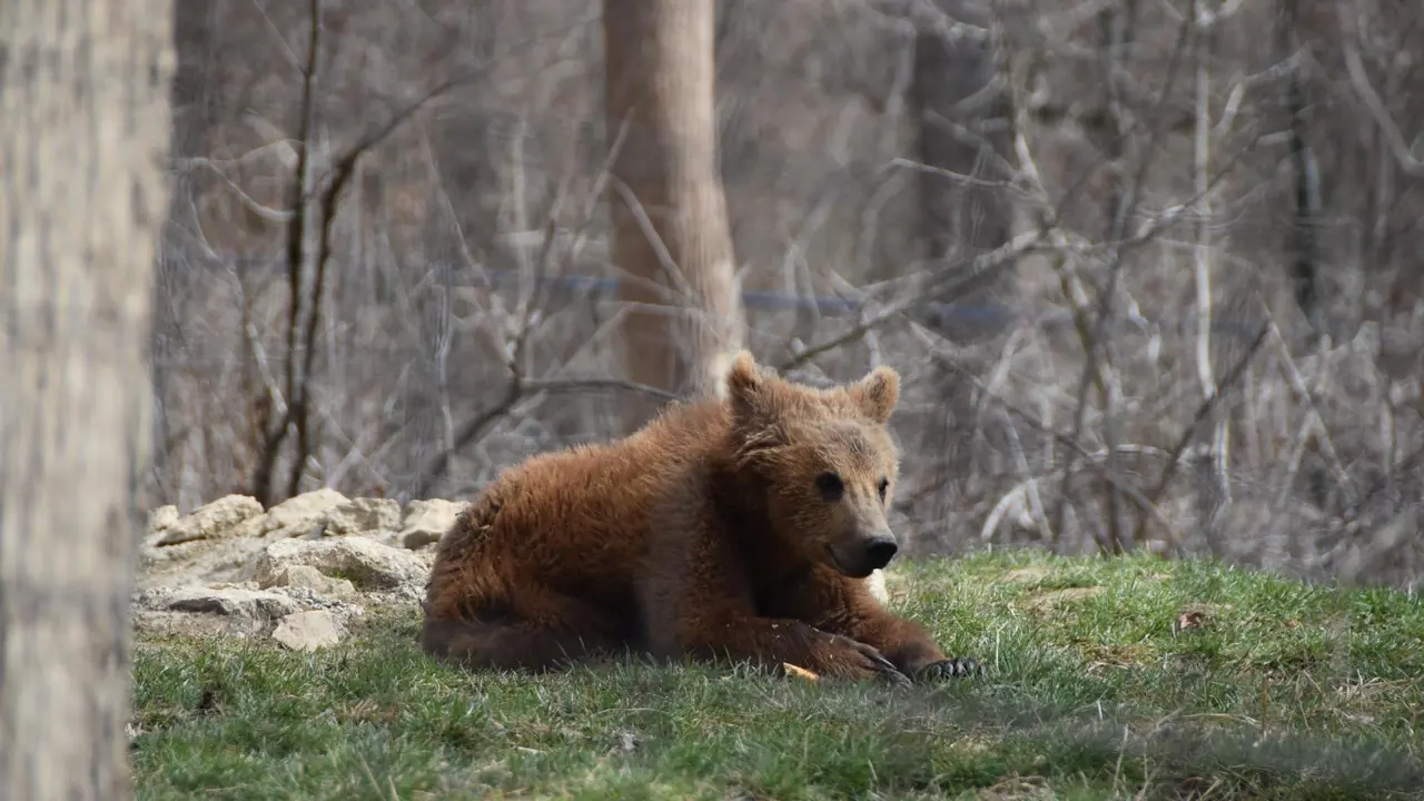 Baby Brown Bear, Libearty Bear Sanctuary, Zarnesti, Transylvania