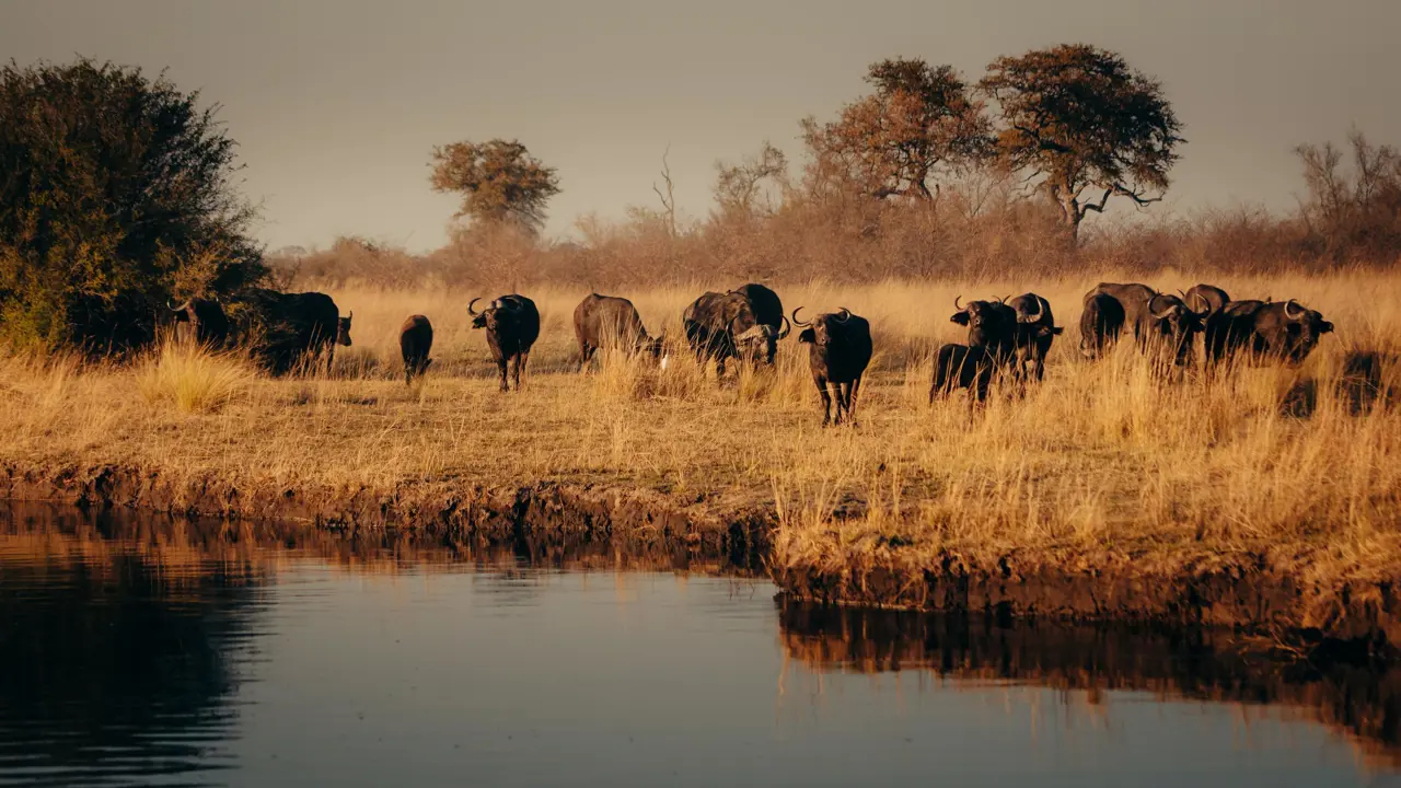 Buffalo herd, Kruger National Park