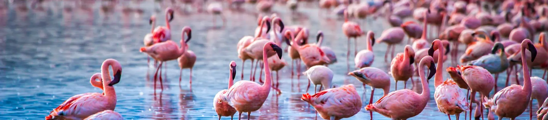 Flamingos, Lake Nakuru