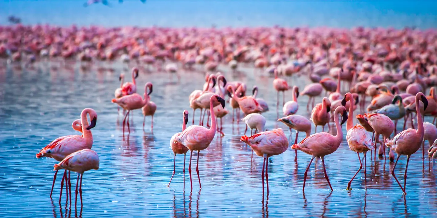 Flamingos, Lake Nakuru