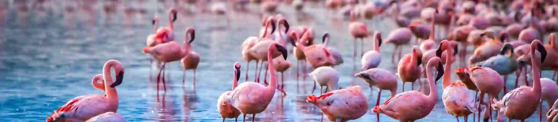Flamingos, Lake Nakuru