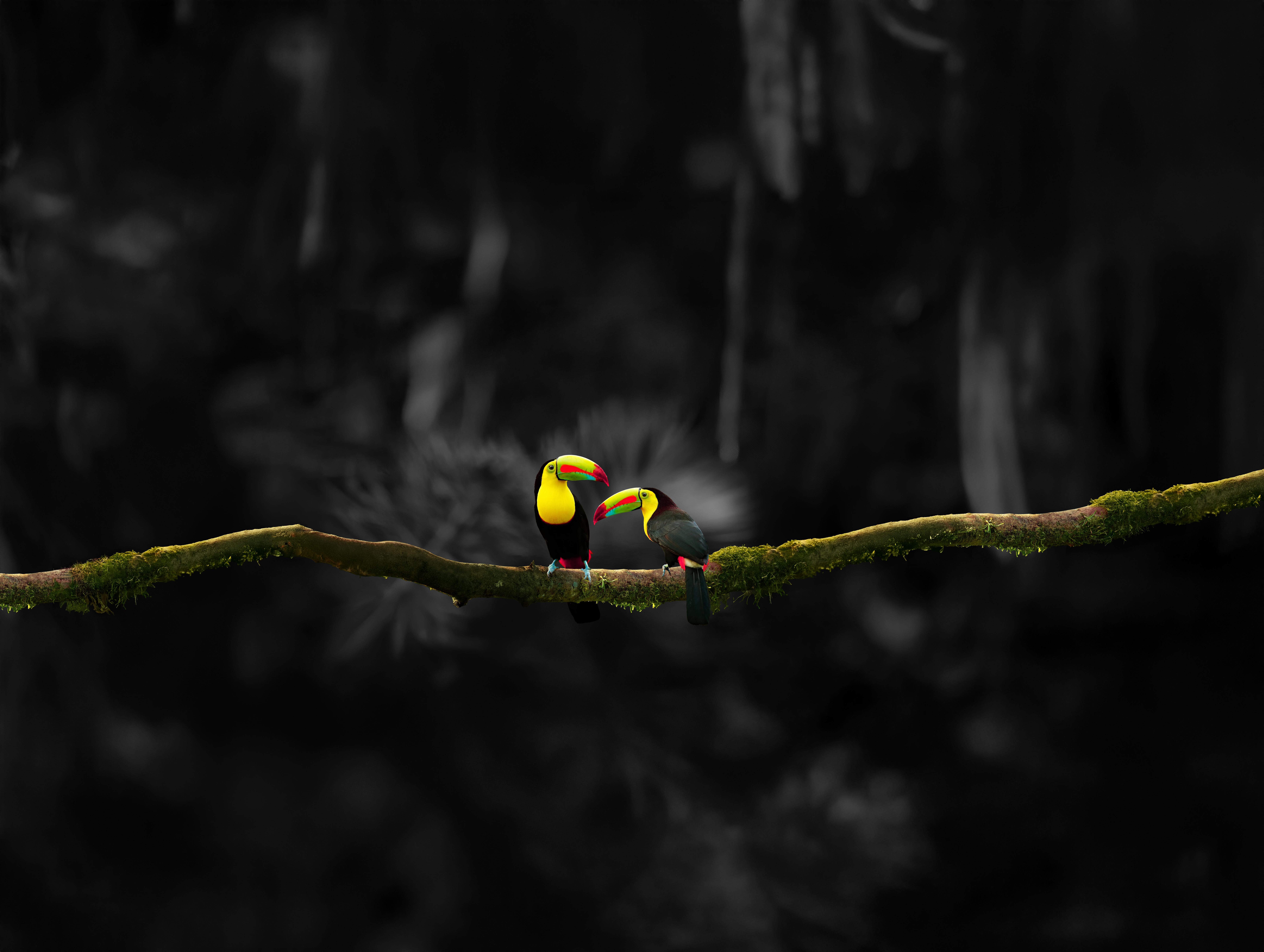 Adobestock 241330758 Two Toucans BW