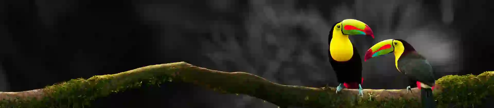 Adobestock 241330758 Two Toucans BW