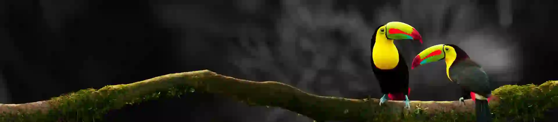 Adobestock 241330758 Two Toucans BW