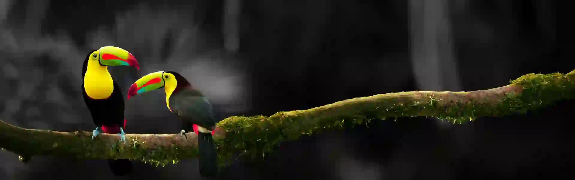 Adobestock 241330758 Two Toucans BW