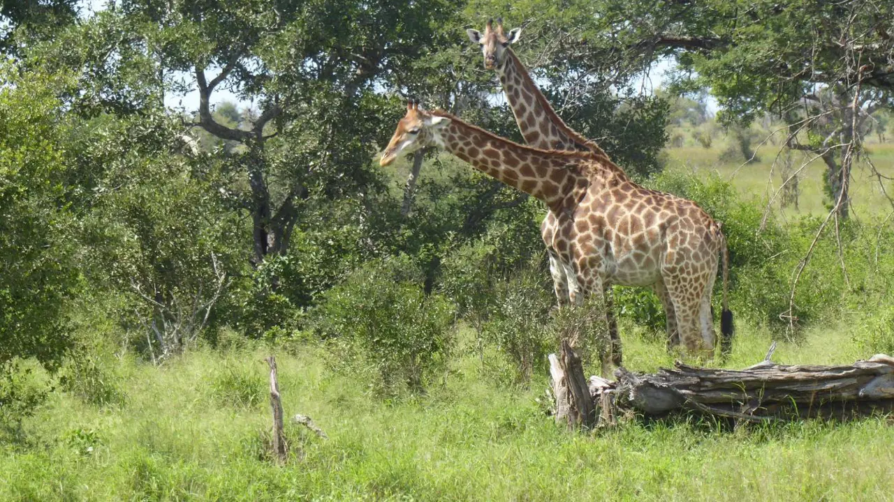 Giraffes, Kruger National Park