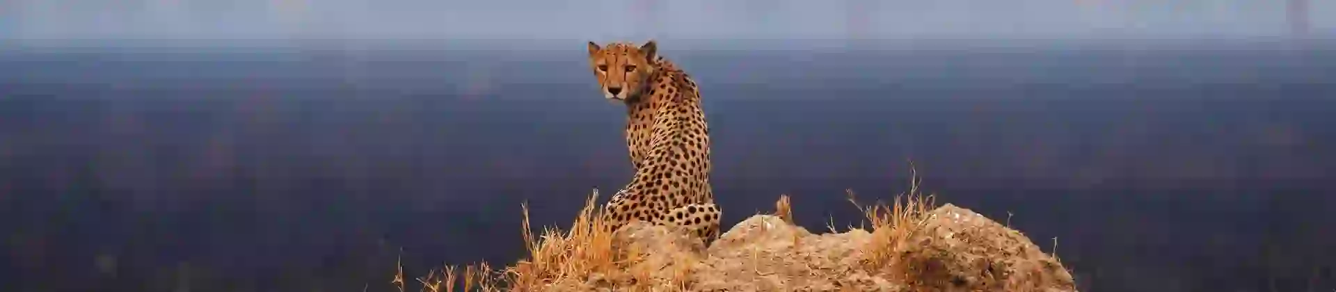 Cheetah In Botswana