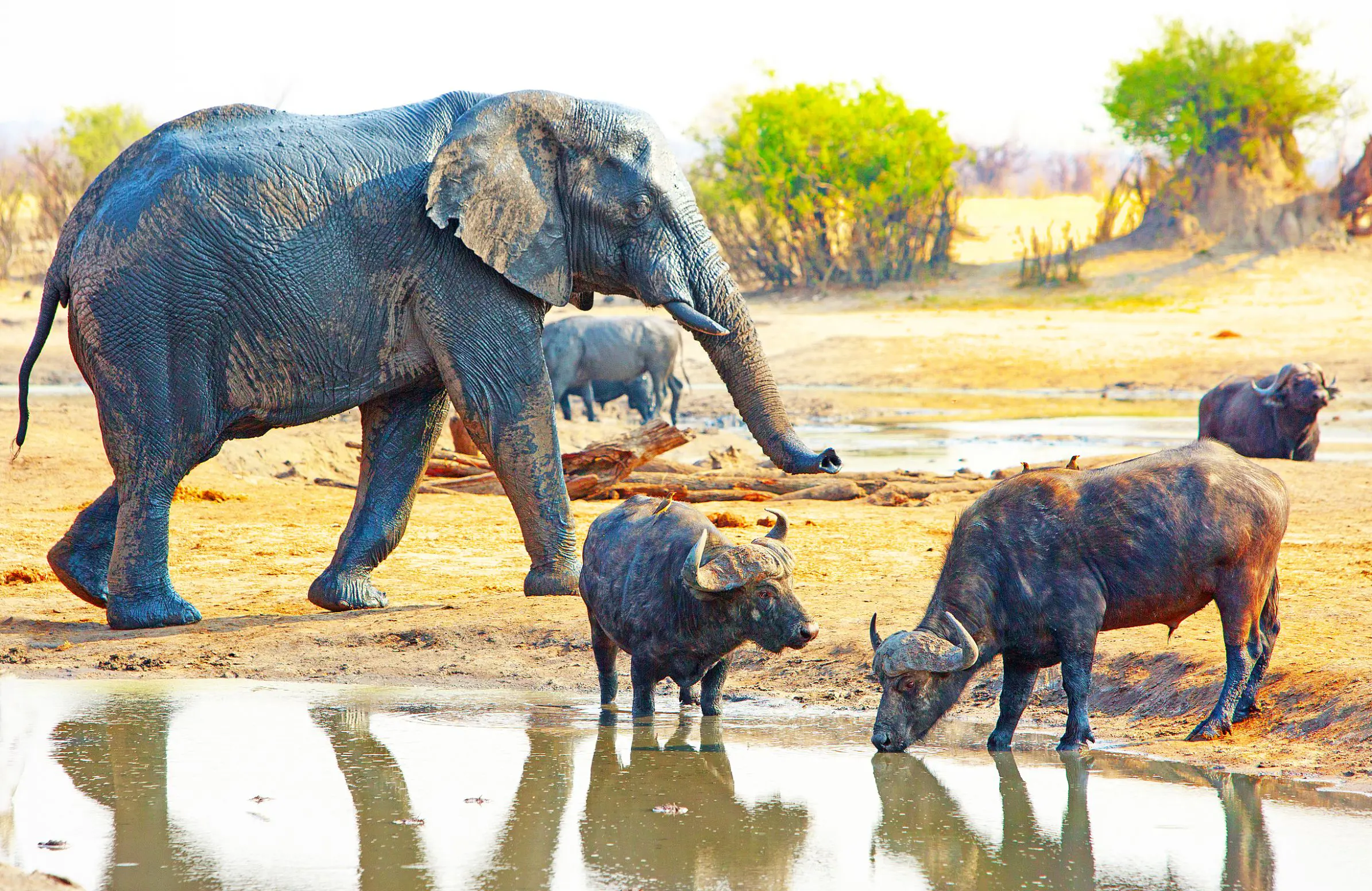 Elephant and buffalo, Hwange National Park