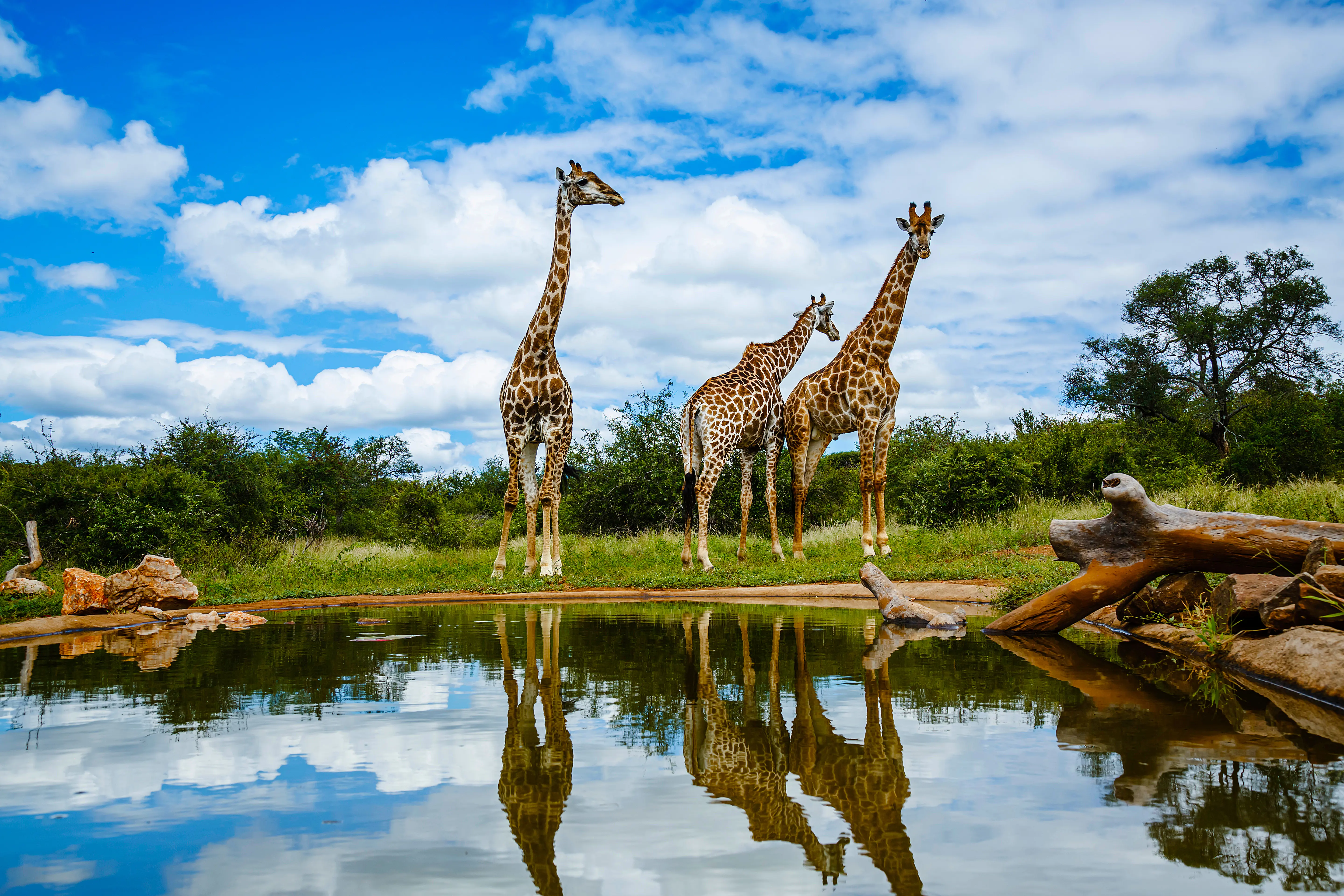 Giraffe, Kruger National Park