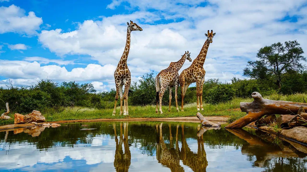 Giraffe, Kruger National Park