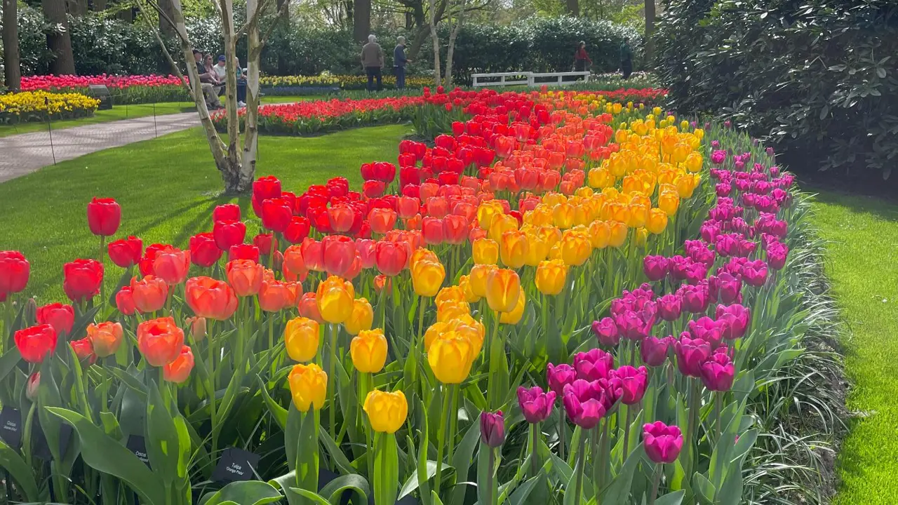 Tulips in April, Keukenhof Gardens, Lisse, Netherlands