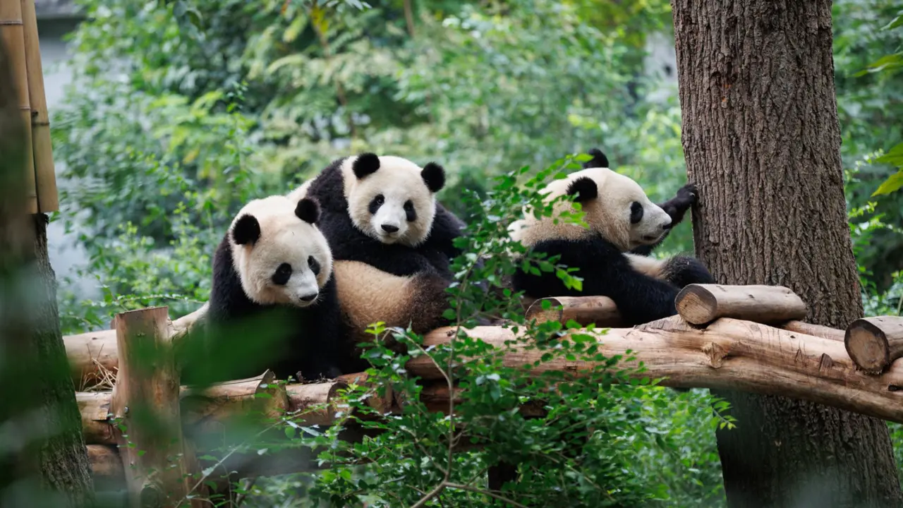 Giant pandas, Chengdu