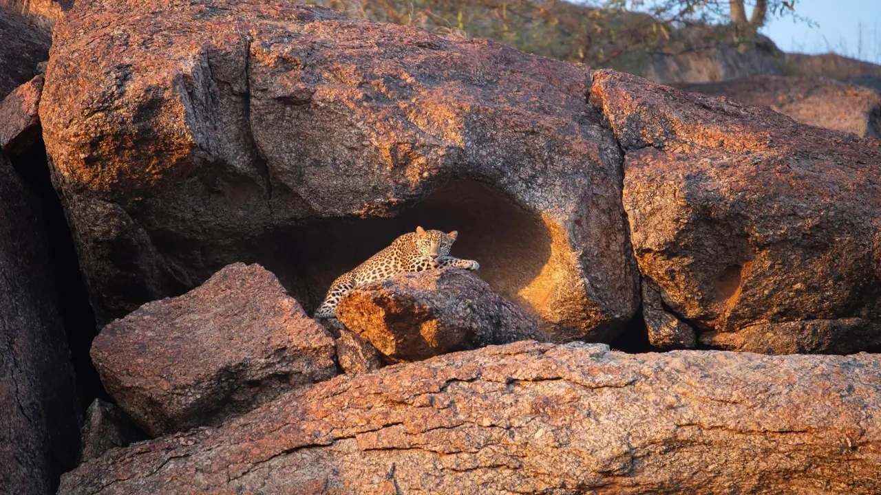 Leopard, Jawai, Rajasthan