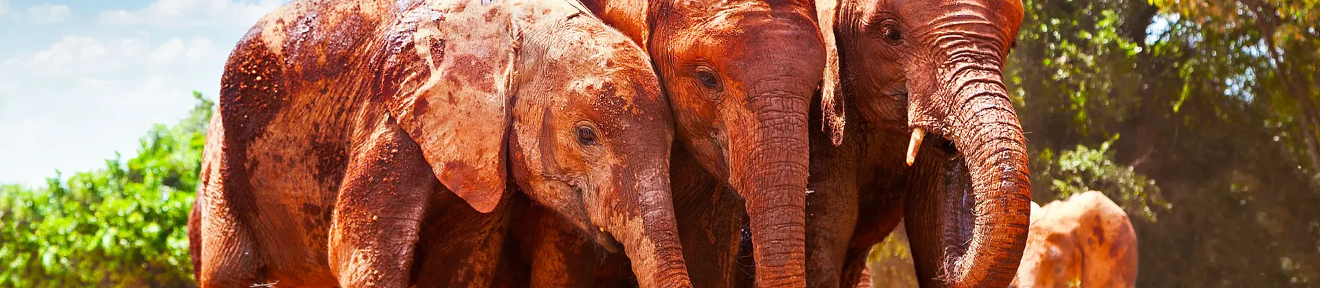 Tsavo National Park Red Elephants At Watering Hole