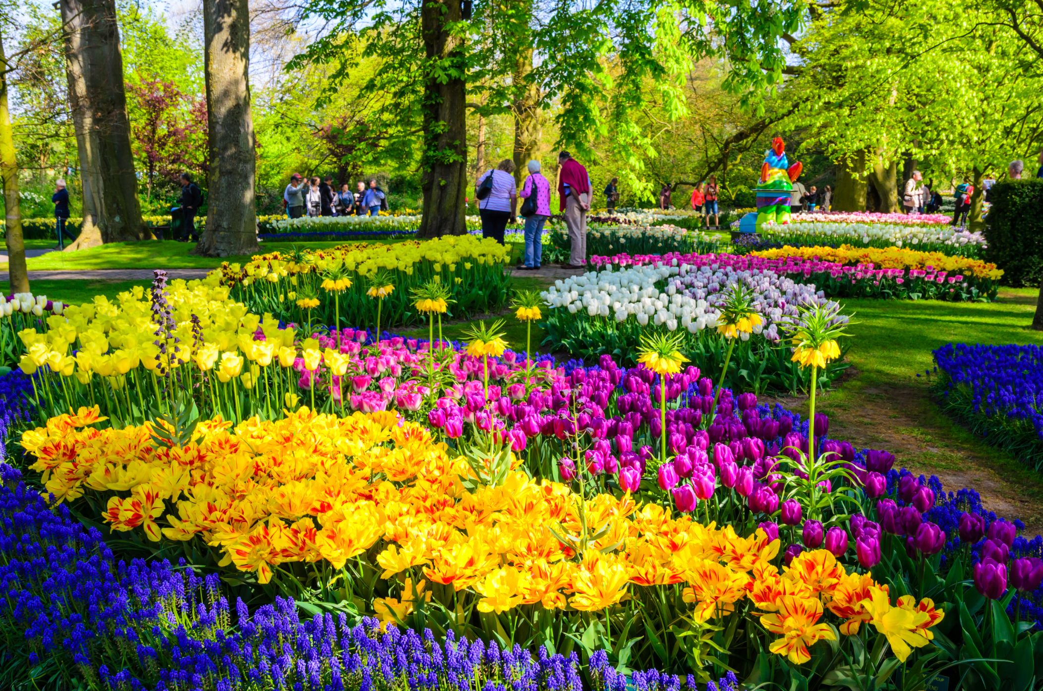  Blooming Flowers In Keukenhof Park In Netherlands