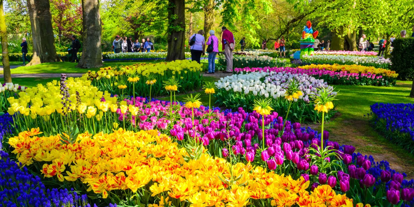 Blooming Flowers In Keukenhof Park In Netherlands