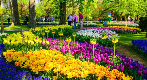 Blooming Flowers In Keukenhof Gardens, Netherlands
