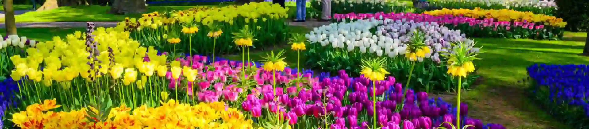 Blooming Flowers In Keukenhof Gardens, Netherlands