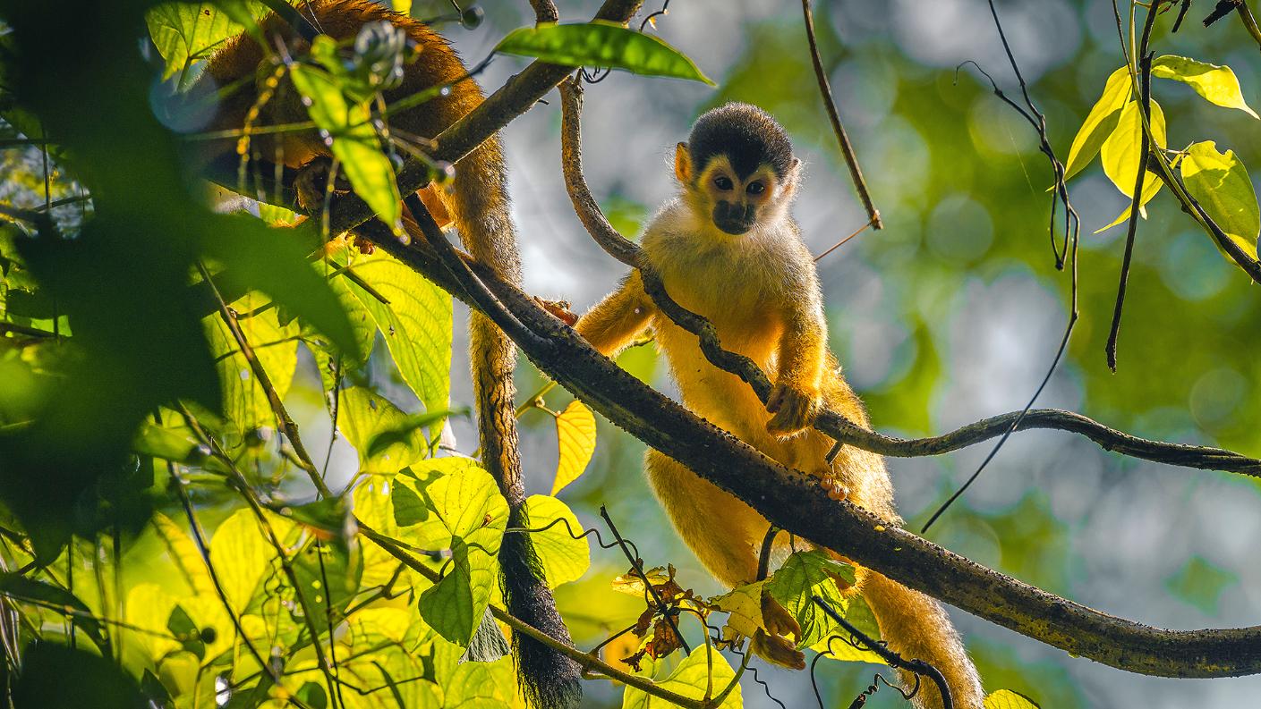1920 Adobestock 576676665 Wild Squirrel Monkey, Corcovado, Costa Rica