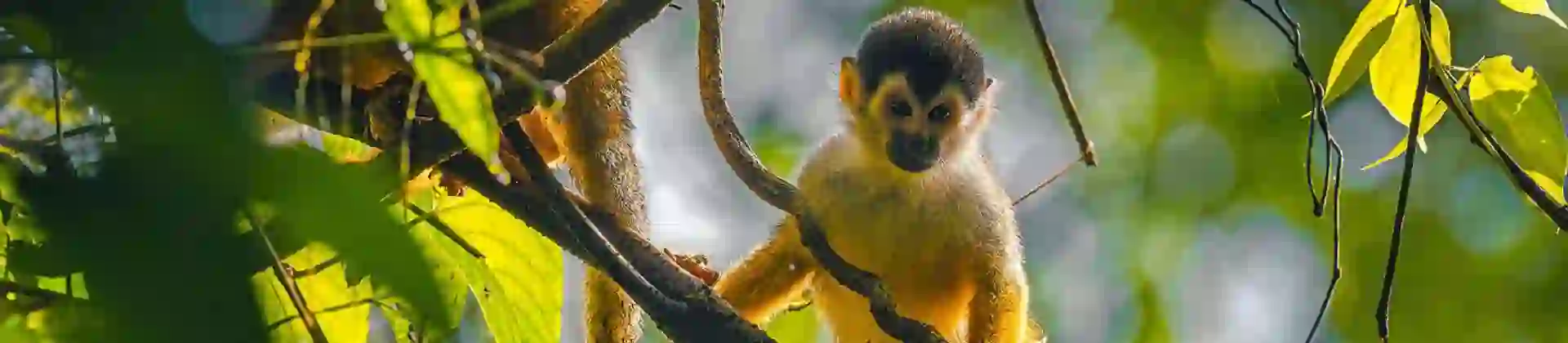 Squirrel monkey