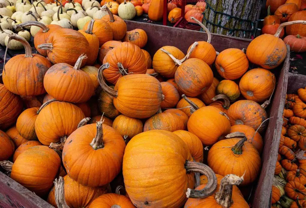 Canada Autumn00005, Pumpkins