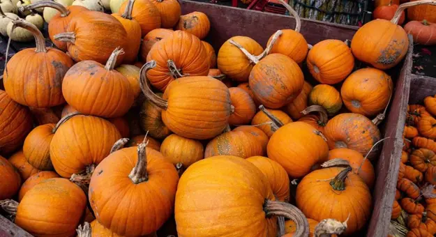 Canada Autumn00005, Pumpkins
