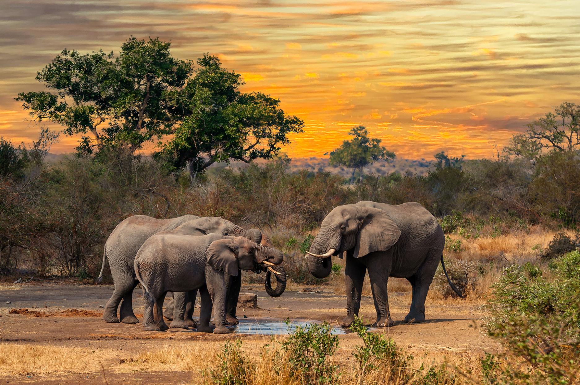 Elephants, Limpopo
