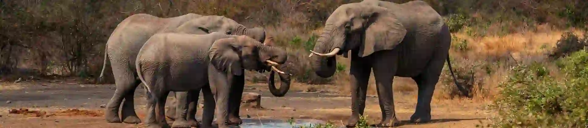 Elephants, Limpopo