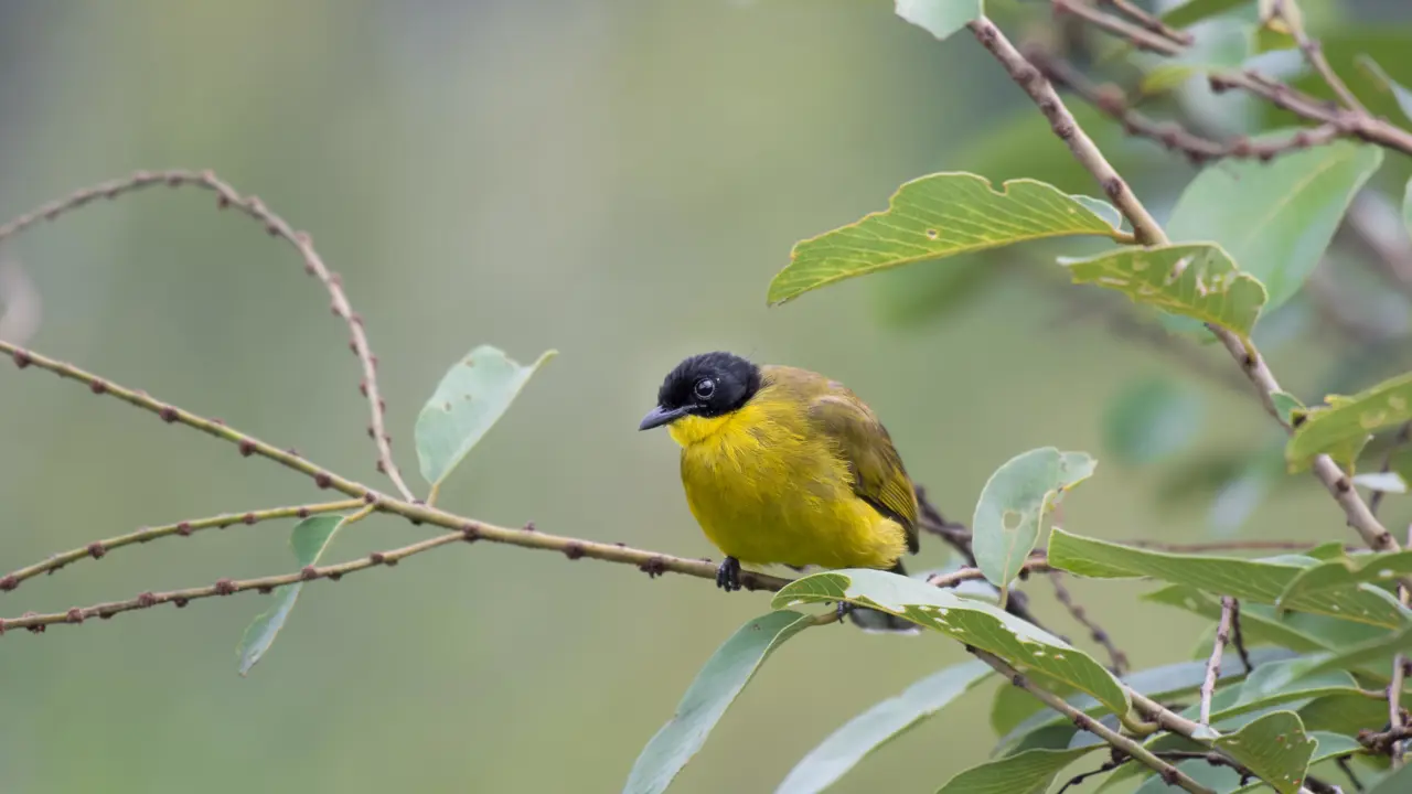 Yellow-eared bulbul, Highlands, Sri Lanka
