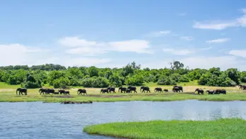 Chobe Boat Cruise Scenes 5
