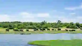 Chobe Boat Cruise Scenes 5