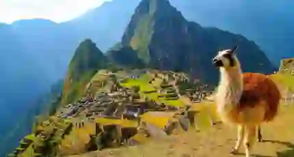 A llama standing among the ancient stone ruins of Machu Picchu, Peru, with the misty Andes mountains in the background