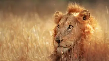 Lion in Kruger National Park South Africa