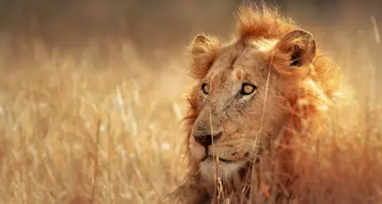 Lion in Kruger National Park South Africa