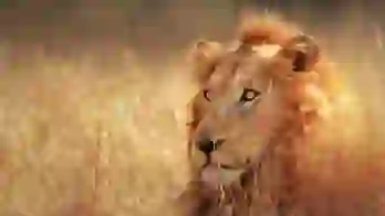 Lion in Kruger National Park South Africa