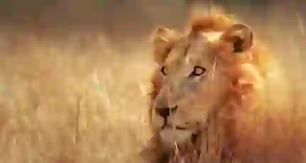 Lion in Kruger National Park South Africa
