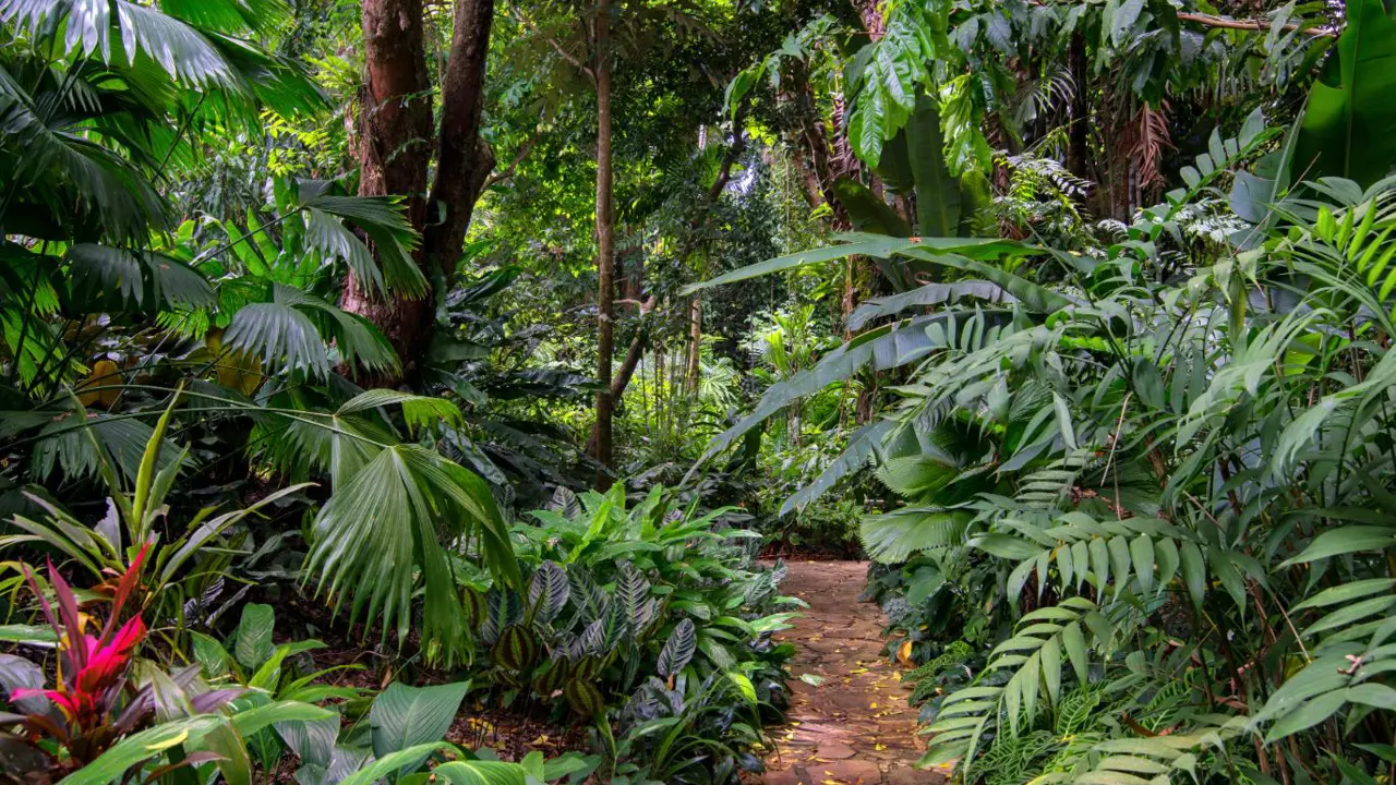 Dandenong Ranges, Victoria 