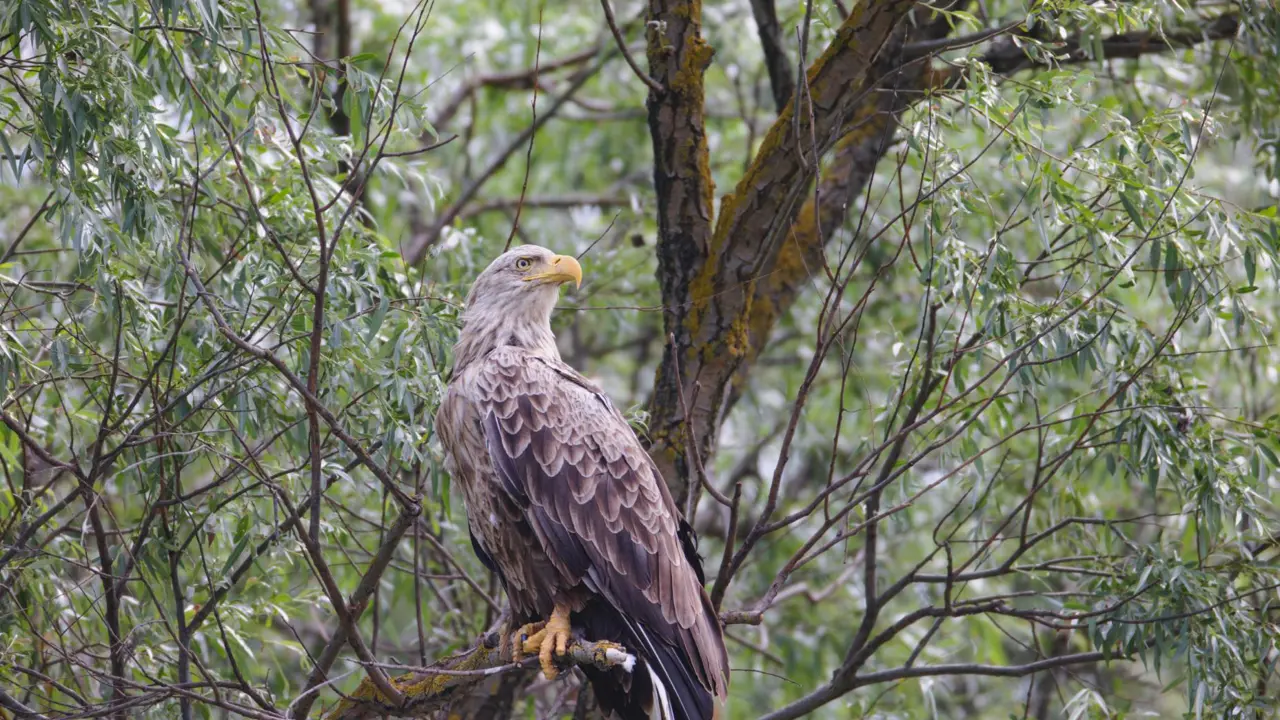 White tailed eagle, Danube Delta
