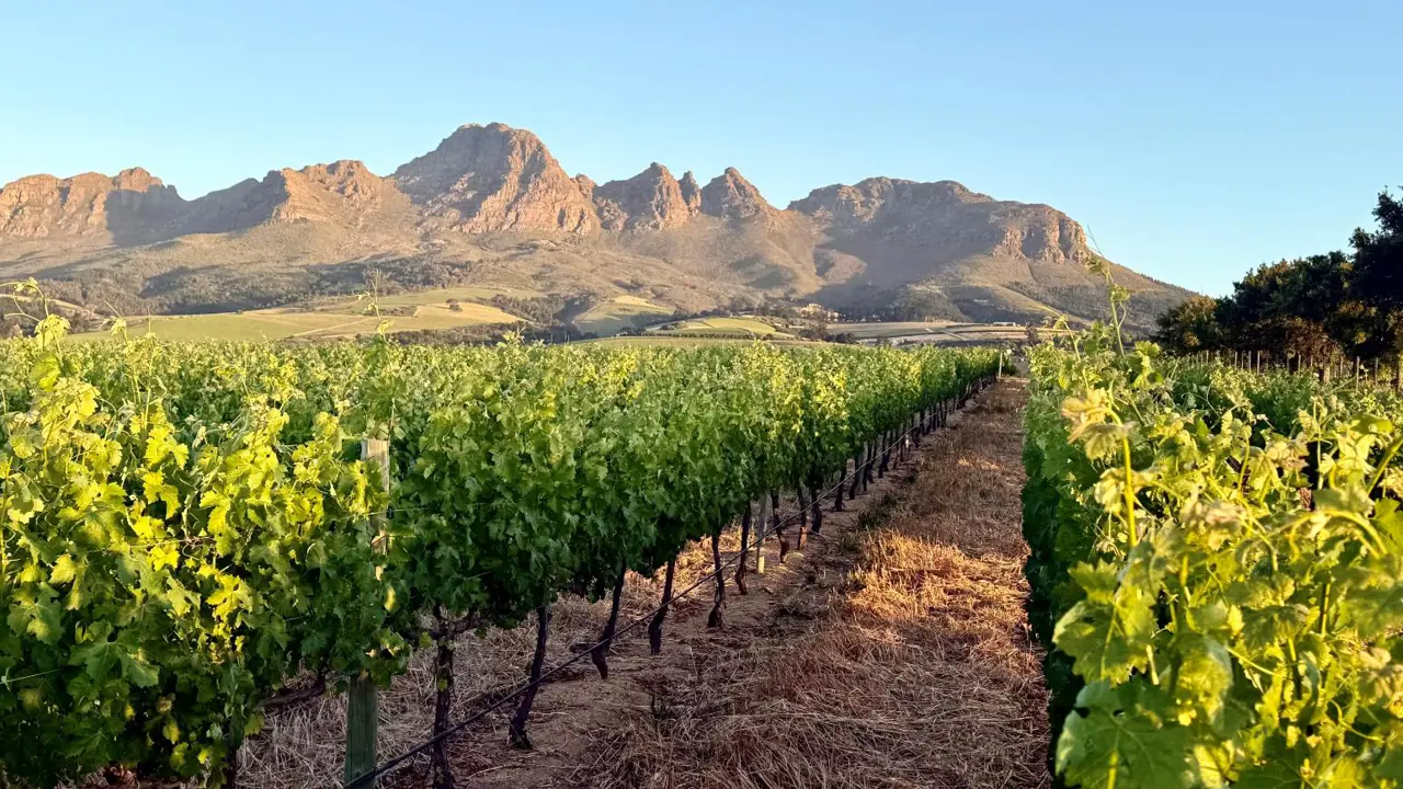 Webersburg Wine Estate, Stellenbosch