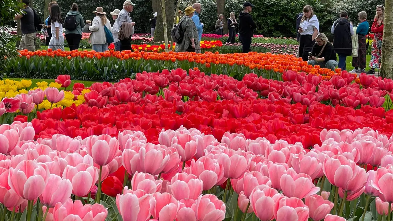 Keukenhof Gardens