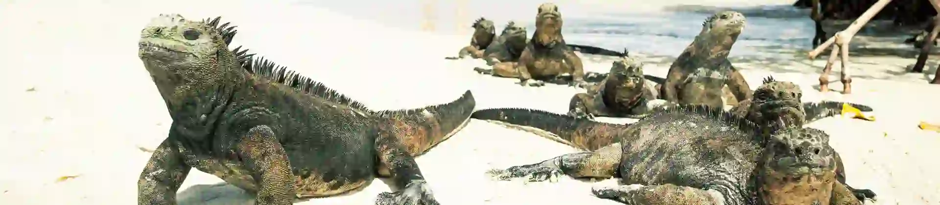 Galápagos Islands iguanas on a beach