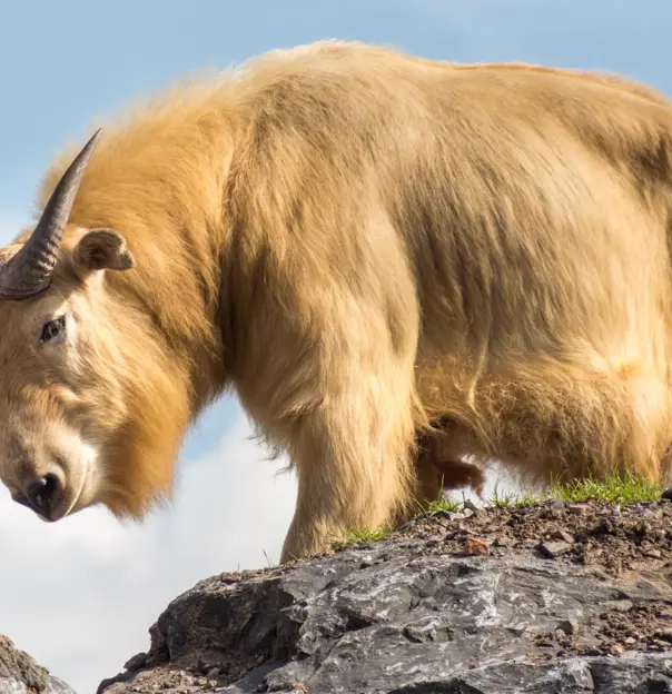 Takin, Bhutan