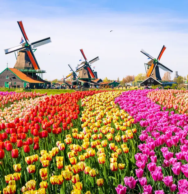 Tulip field Amsterdam, Netherlands
