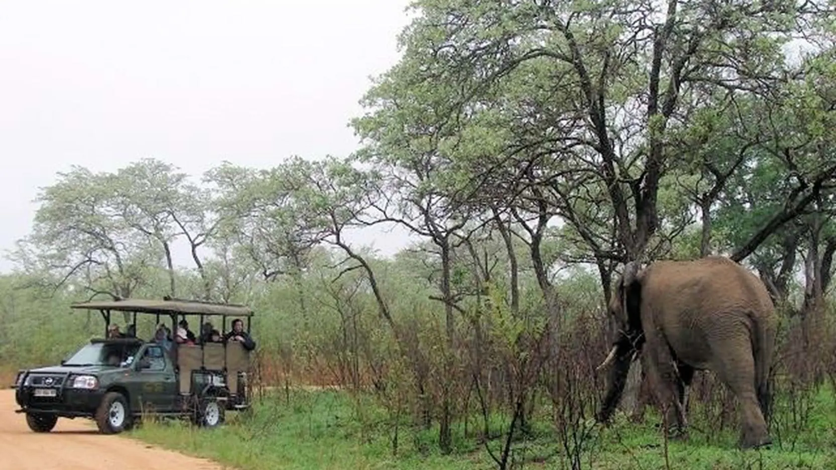 Game Drive, Kruger National Park